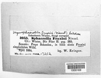 Mycosphaerella fraxini image